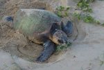 På Anvil Bay kan du uppleva sköldpaddor häcka och lägga ägg. Missa inte de guidade turerna