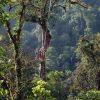 Eventyr i Costa Ricas regnskog