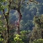 På eventyr i Costa Ricas regnskov