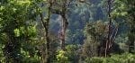Eventyr i Costa Ricas regnskog