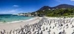 Dag 7-9: Boulders-beach-Cape-Town-penguins_program_day