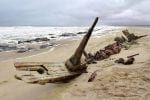 Dag 4: Ship-Wreck-in-Skeleton-Coast,-Namibia_program_day