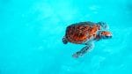 Dag 4: turtle-swimming_program_day