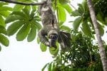 Dag 8. : 15-Vertical-C-Three-toed-sloth