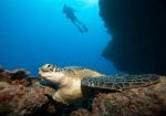 Opplevelsen: 640x450_SSZLP_diving_with_turtle_140x87