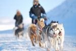 Hundspanns-expedition Svalbard
