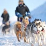 Ekspedition med hundeslæde på Svalbard