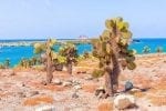 Dag 4. : Cactus trees in Galapagos islands