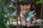 Ceylon leopard lying on a wooden log