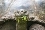 Dag 7. : Detail of a Giant tortoise, Galapagos islands (Ecuador)