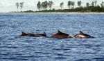 Bird Island aktiviteter: Dolphins-off-Bird-Island