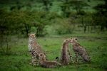 Rikt djurliv i Naboisho: Eagle View cheetahs