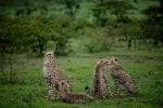 Rikt djurliv i Mara Naboisho: Eagle View cheetahs