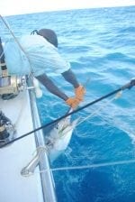 Denis Island upplevelser: Fishing-Tagging-small