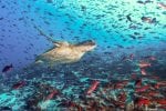 Galapagosøyene og strandlivet på Ecuador