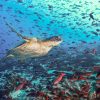 Galapagosøyene og strandlivet på Ecuador