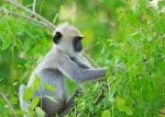 Dag 5: Langur Monkey feeding on a vibrant green bush