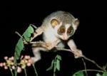 Dyrelivet på Sri Lanka: Loris_lydekkerianus_nordicus_003