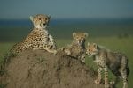 Fortsättning dag 3 : Masai-Mara-geparder1