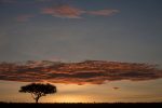 Den ikoniska Afrikanska savannen: Masaimaratree