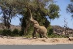Mowani elephant conservation
