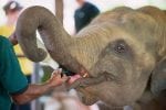Dag 1: Baby elephant feeding milk in Pinnawala Elephant Orphanage, Sri Lanka.