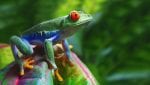 Red-Eyed Tree Frog