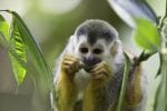 Dag 9. Tucanes Tur: Squirrel Monkey