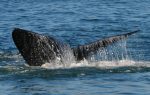 Dag 5-6: Whales-in-Plettenberg-Bay1