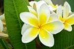 Dag 10: frangipani_LMQ0axs