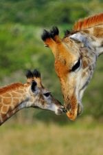 Om Kariega: giraffe_NavZhfw