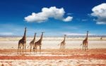 Dag 9: Herd of giraffes