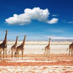 Namibia – ørkensafari, Swakopmund og Damaraland