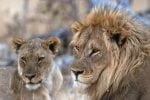 Dag 8. : Lions at Goas waterhole, Etosha National Park, Namibia