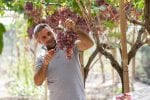 Dag 3. : Italian farmer picks black grapes. Grape harvest, Sicily.