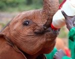 Dag 2. : Baby elephant feeding from a bottle of milk