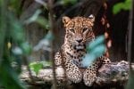 Dag 2 - Wilpattu National Park og Sundowner ved Nachaduwa-sjøen: Ceylon leopard lying on a wooden log