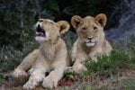Dyr og natur Kariega: lioncubs_3