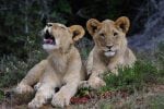 lioncubs_31