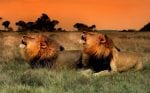 Safari på Kariega: lionkings