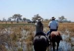 Ridesafari: okavango-delta-ride-elephants