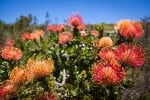 Et kongerige af blomster: pic1013cape-fynbos-flourishes-on-grootbos-LR