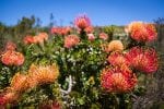A Blooming Kingdom: pic1013cape-fynbos-flourishes-on-grootbos-LR