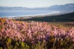 Vandring på Grootbos: pic149001-reserve-flora-landscape