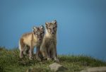 Dag 2. : Arctic fox two cubs standing on grass with blue sky above, Svalbard