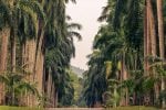 Dag 2: Sri Lanka: palm alley in Royal Botanic Gardens, Peradeniya, Kandy