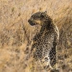 Dag 4-6: serengeti-surroundings-3