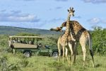 shamwari_guest_experience_6