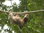 Dag 8. Manuel Antonio: sloth