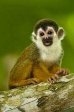 Dag 11 & 12.: squirrel_monkey